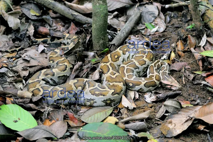 : Rock Python : Rock Python