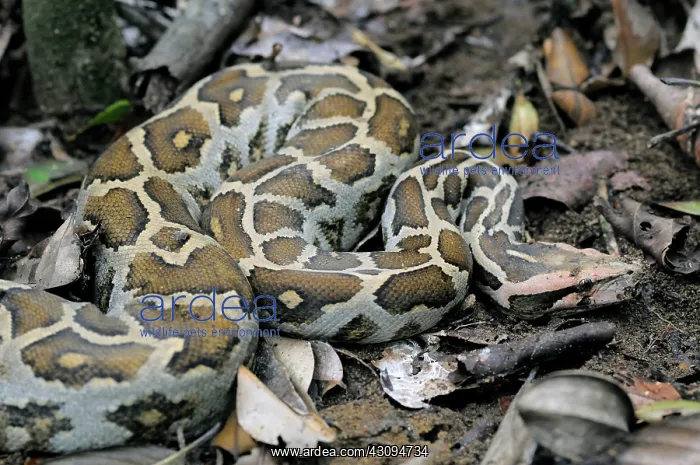 : Rock Python : Rock Python