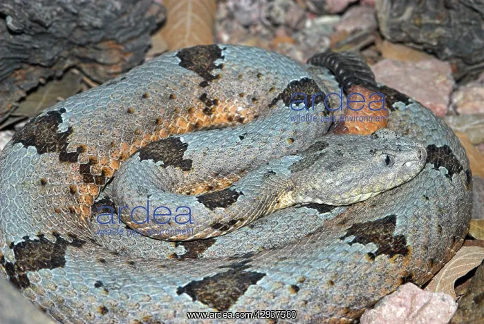 : Rock Rattlesnake : Rock Rattlesnake