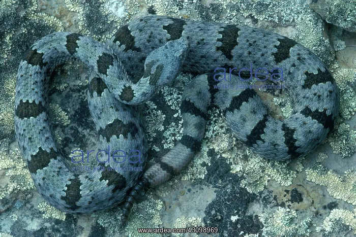 : Rock Rattlesnake : Rock Rattlesnake