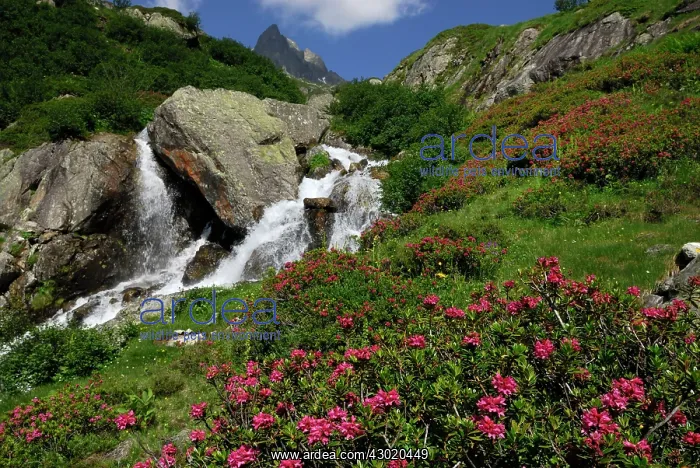  : Rock Rhododendron mountain creek