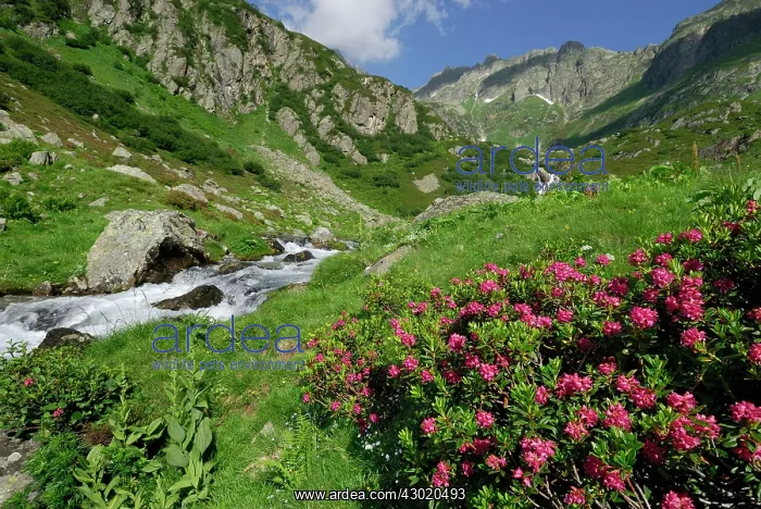 : Rock Rhododendron mountain creek : Rock Rhododendron mountain creek