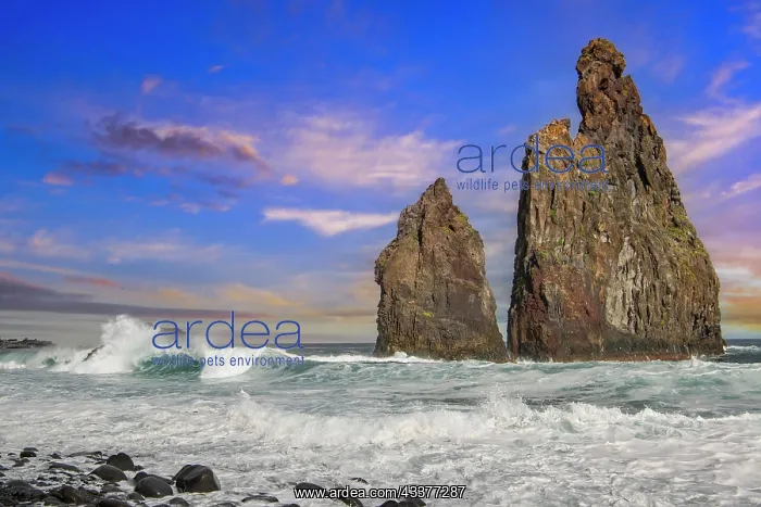 : Rock, rock needle, Ilheus da Rib, Ribeira da Janela : Rock, rock needle, Ilheus da Rib, Ribeira da Janela