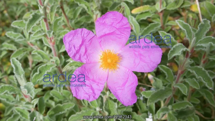 : Rock Rose - Flower : Rock Rose - Flower