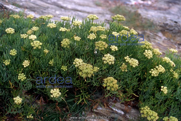 : Rock Sapphire flowers