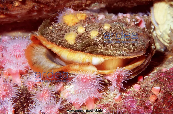 : ROCK SCALLOP : ROCK SCALLOP