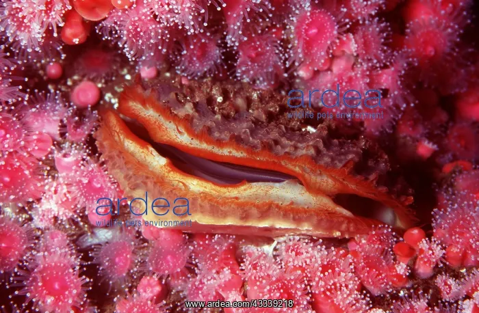 : ROCK SCALLOP : ROCK SCALLOP