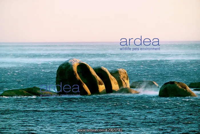 : Rock Sculpture - offshore winds from Table Mountain : Rock Sculpture - offshore winds from Table Mountain