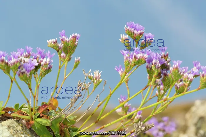 : Rock Sea Lavender Flowers Summer : Rock Sea Lavender Flowers Summer