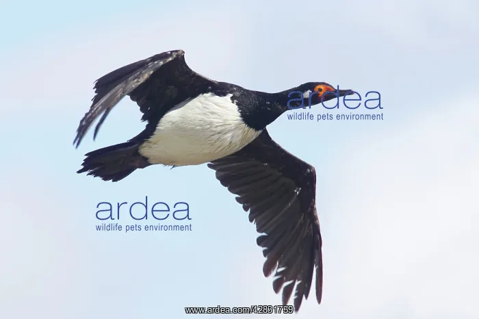 : Rock Shag - in flight : Rock Shag - in flight