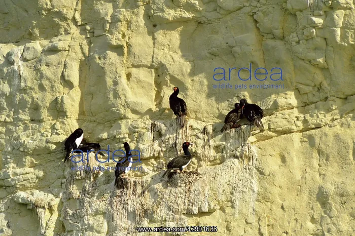 : Rock Shag / Magellanic Cormorant : Rock Shag / Magellanic Cormorant