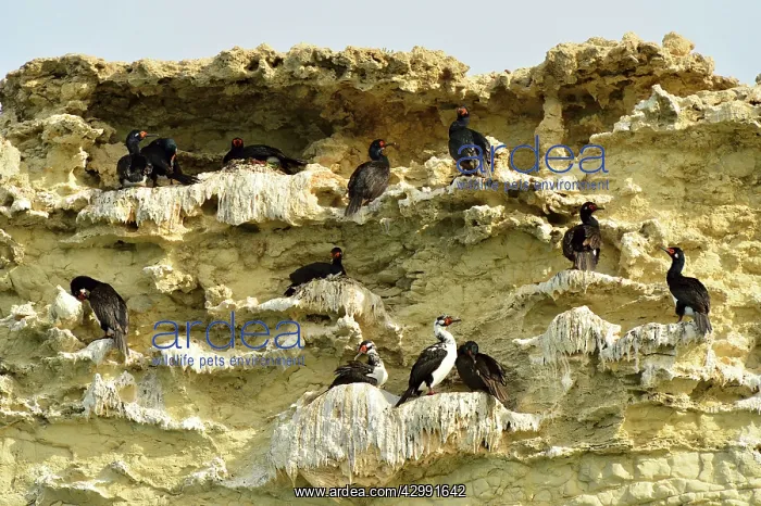 : Rock Shag / Magellanic Cormorant : Rock Shag / Magellanic Cormorant