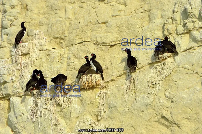 : Rock Shag / Magellanic Cormorant : Rock Shag / Magellanic Cormorant