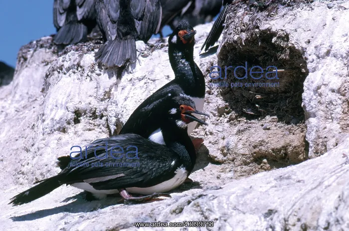 : Rock Shags : Rock Shags