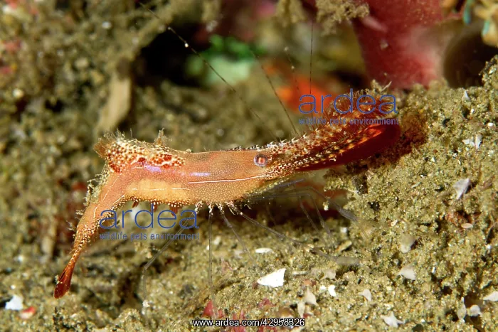 : Rock Shrimp : Rock Shrimp