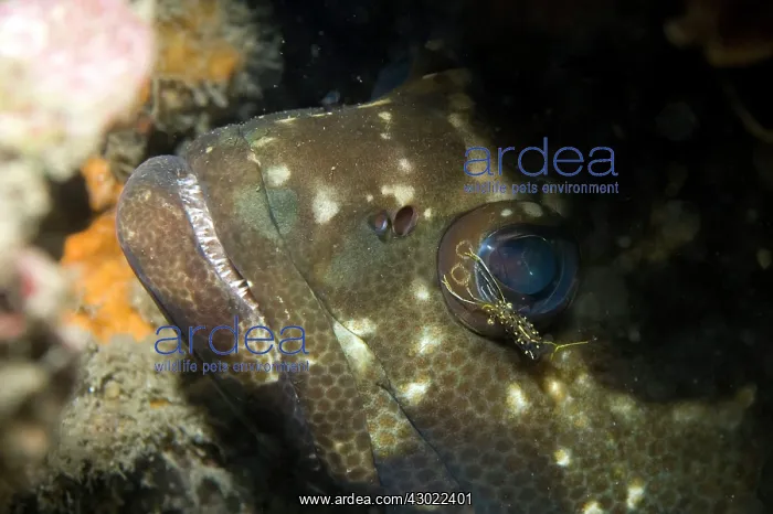 : Rock Shrimp cleaning White-spotted Grouper (Epinephelus : Rock Shrimp cleaning White-spotted Grouper (Epinephelus