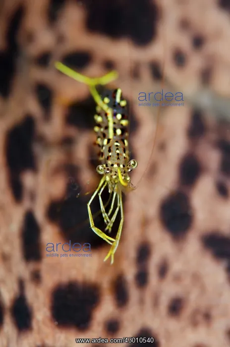 : Rock Shrimp against Moray Eel background Batu Sandar : Rock Shrimp against Moray Eel background Batu Sandar