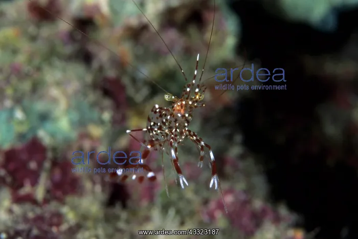 : Rock shrimp, Urocaridella sp. Walindi, West New Britain, Pa : Rock shrimp, Urocaridella sp. Walindi, West New Britain, Pa