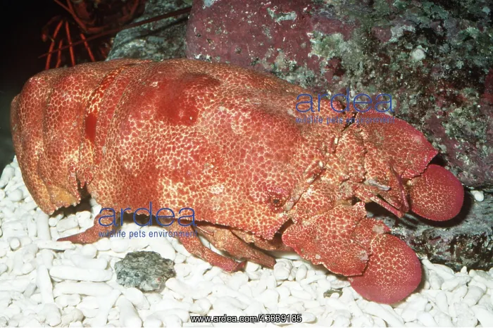  : ROCK SLIPPER LOBSTER