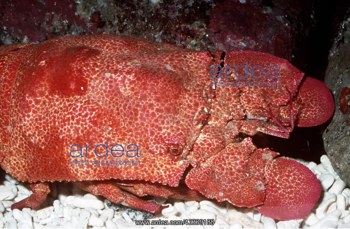: ROCK SLIPPER LOBSTER : ROCK SLIPPER LOBSTER