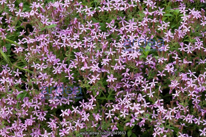 : Rock soapwort - in flower : Rock soapwort - in flower