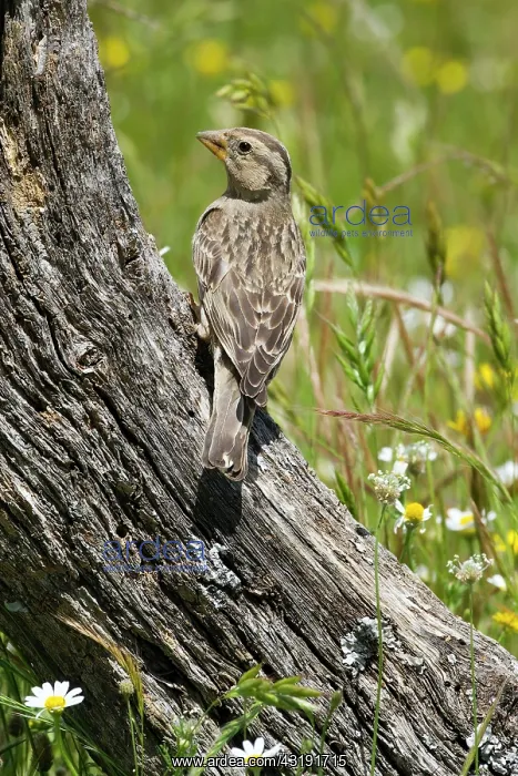 : Rock Sparrow : Rock Sparrow
