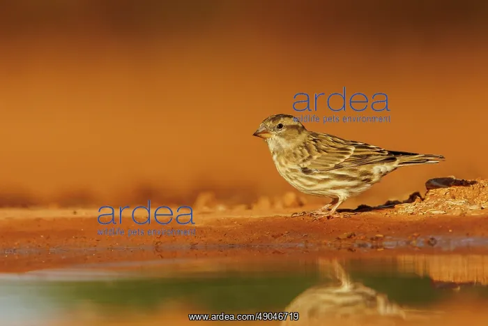 : Rock Sparrow : Rock Sparrow