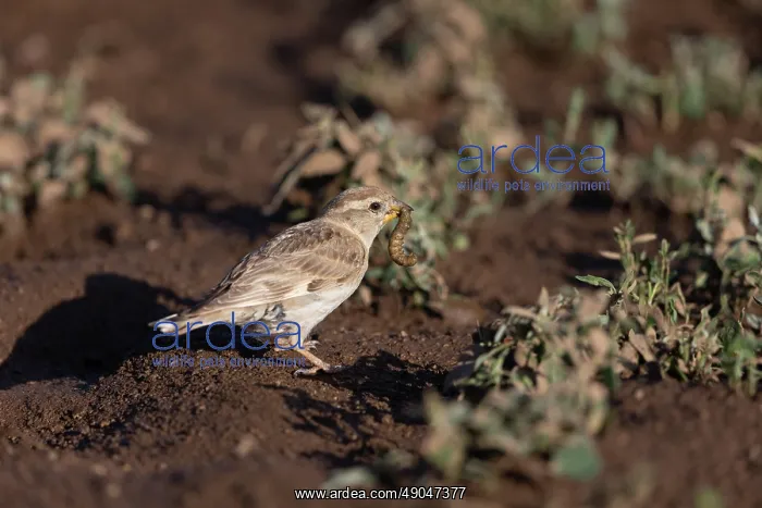 : ROCK SPARROW : ROCK SPARROW