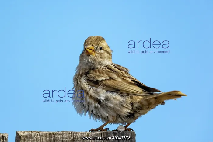 : ROCK SPARROW : ROCK SPARROW