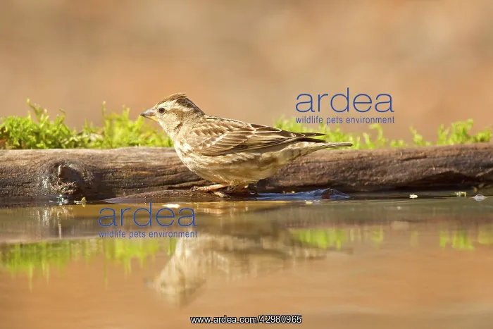 : Rock Sparrow - drinking and bathing : Rock Sparrow - drinking and bathing