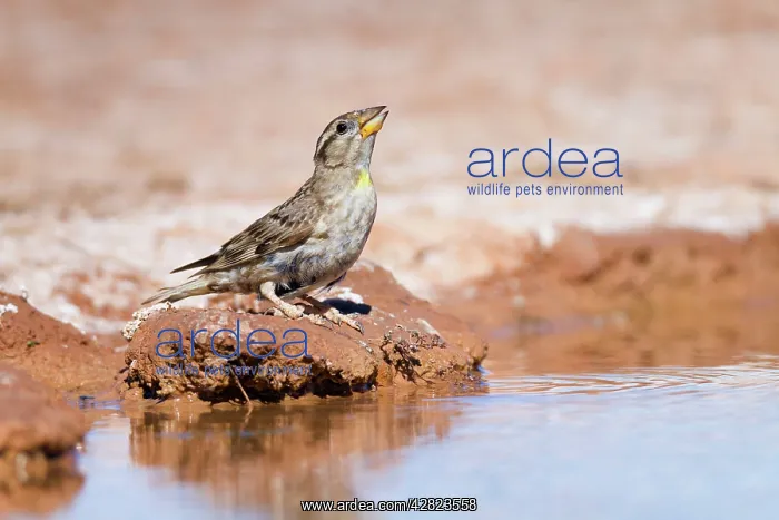: Rock Sparrow - drinking at pool : Rock Sparrow - drinking at pool