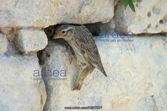 : Rock Sparrow at nest. - This nest in a crevice : Rock Sparrow at nest. - This nest in a crevice