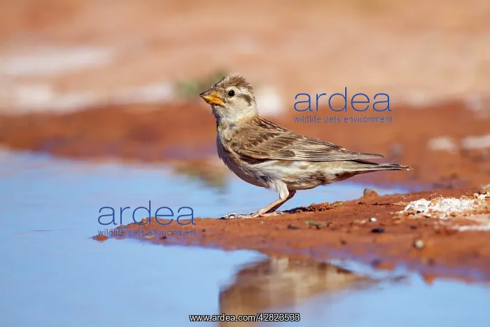 : Rock Sparrow - at pool : Rock Sparrow - at pool