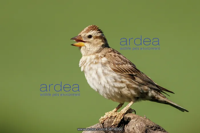 : rock sparrow or rock petronia (Petronia petronia) : rock sparrow or rock petronia (Petronia petronia)