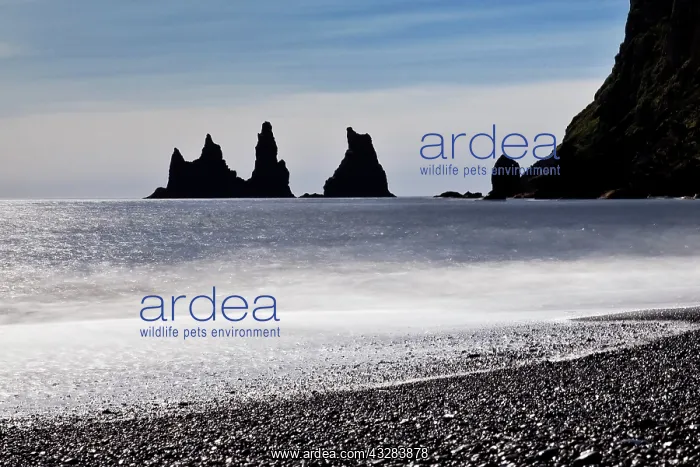 : Rock spikes Reynisdrangar with surf on the beach : Rock spikes Reynisdrangar with surf on the beach