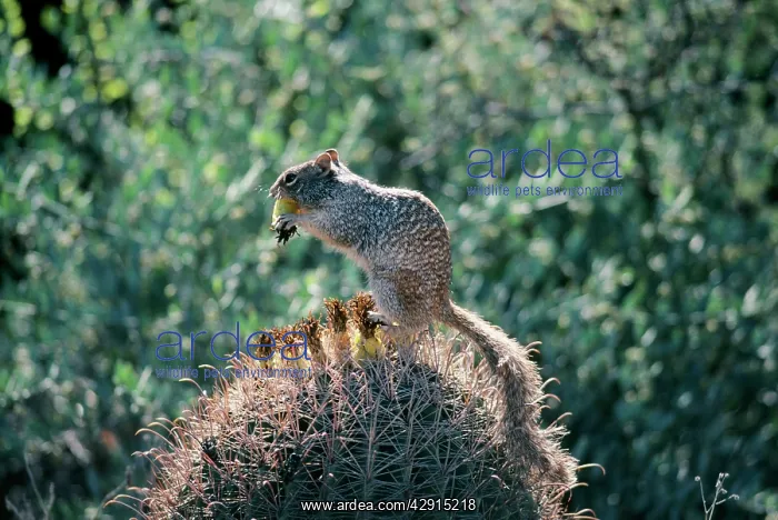 : Rock Squirrel : Rock Squirrel