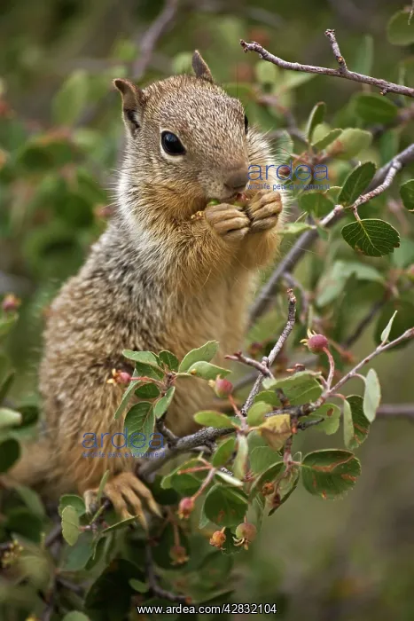 : Rock Squirrel - feeding on serviceberry : Rock Squirrel - feeding on serviceberry