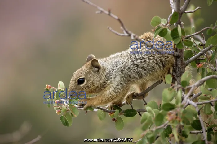 : Rock Squirrel - feeding on serviceberry : Rock Squirrel - feeding on serviceberry
