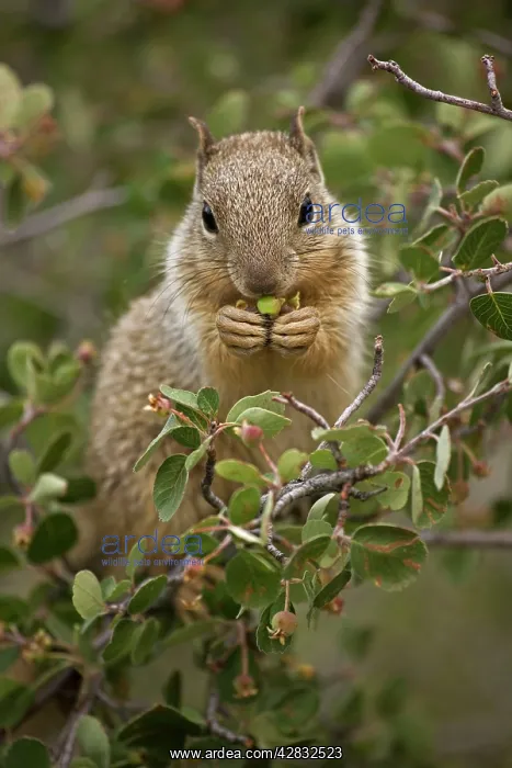 : Rock Squirrel - feeding on serviceberry : Rock Squirrel - feeding on serviceberry