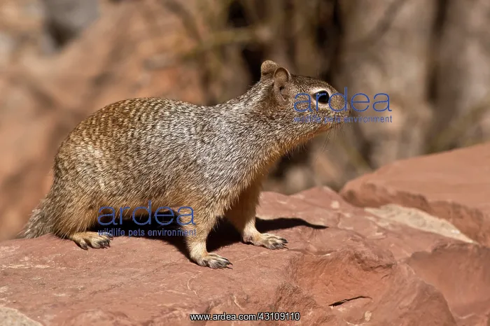 : Rock Squirrel (Otospermophilus variegatus). Temple : Rock Squirrel (Otospermophilus variegatus). Temple