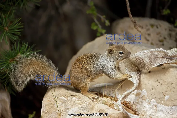 : Rock Squirrel - With shed snake skin : Rock Squirrel - With shed snake skin