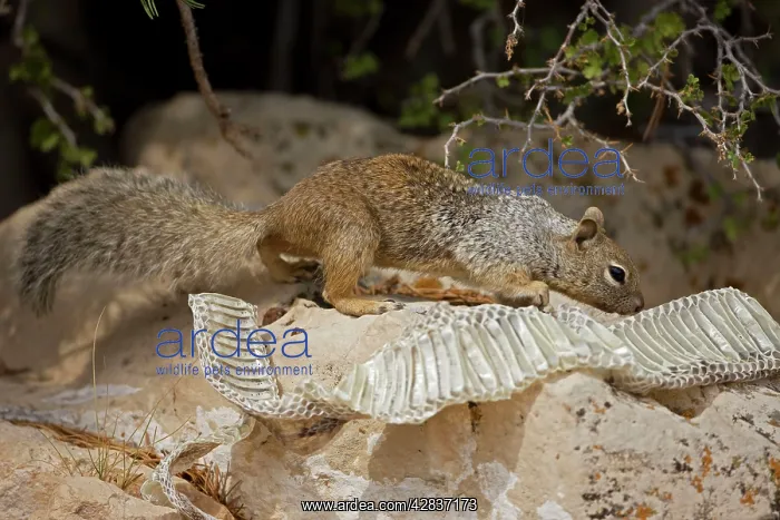 : Rock Squirrel - With shed snake skin : Rock Squirrel - With shed snake skin