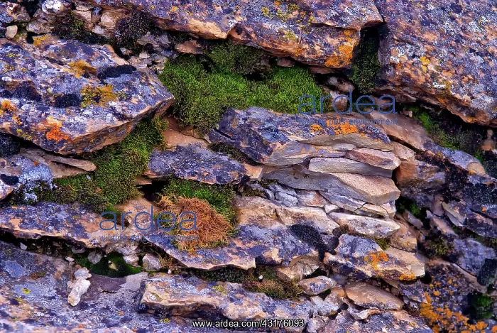 : Rock Strata w / Lichen & Moss : Rock Strata w / Lichen & Moss