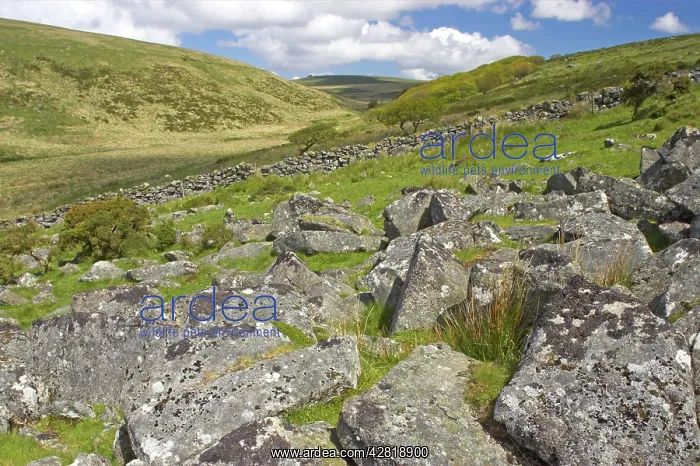 : Rock Strewn Moorland in West Dart Valley with Wistmans : Rock Strewn Moorland in West Dart Valley with Wistmans