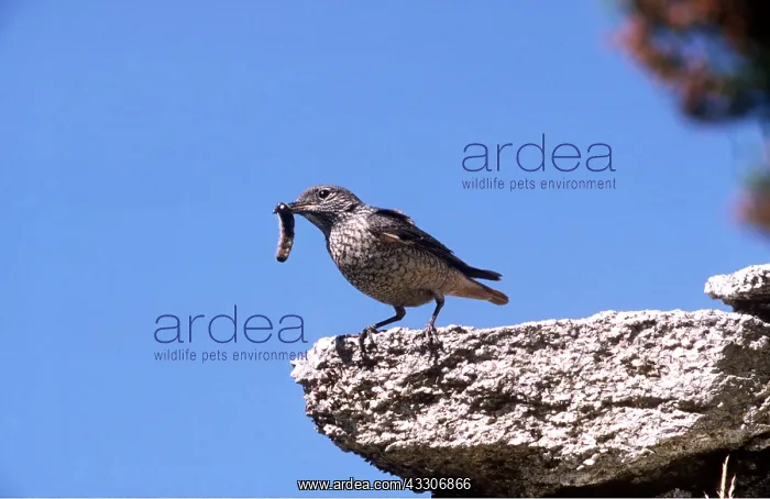 : Rock Thrush - Male : Rock Thrush - Male