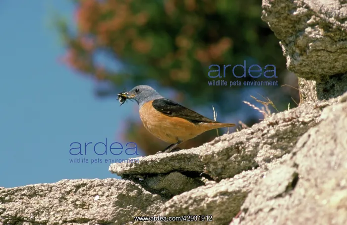  : Rock Thrush - male with food in beak
