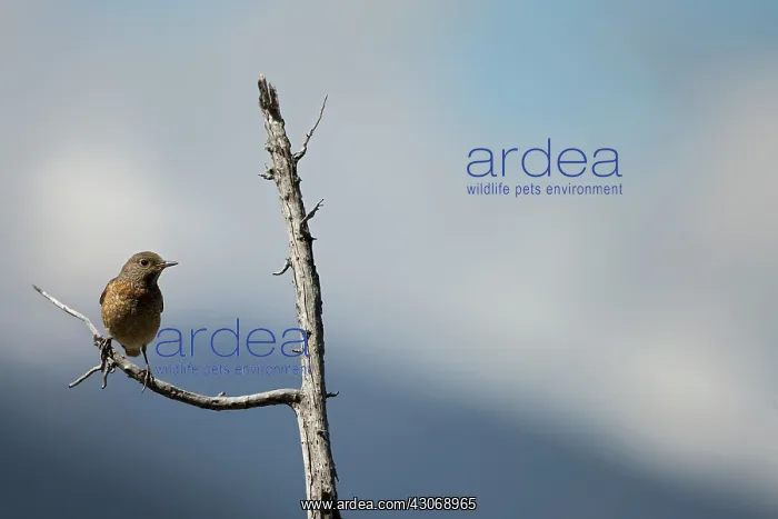 : Rock Thrush ( Monticola saxatilis ) female on a : Rock Thrush ( Monticola saxatilis ) female on a