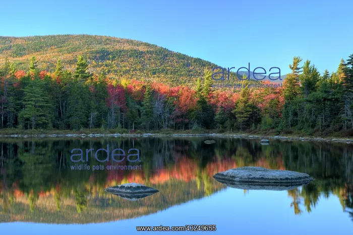 : Rock and tree reflection, Lily Pond, White : Rock and tree reflection, Lily Pond, White