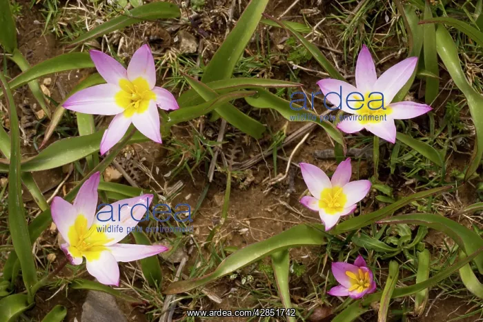 : Rock Tulips - in the mountains of Crete : Rock Tulips - in the mountains of Crete