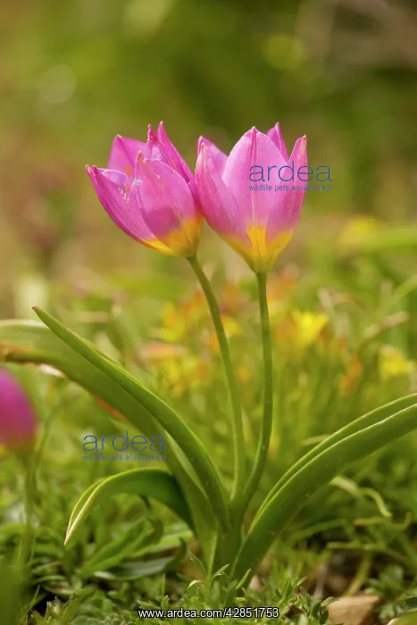 : Rock Tulips - in the mountains of Crete, in the : Rock Tulips - in the mountains of Crete, in the